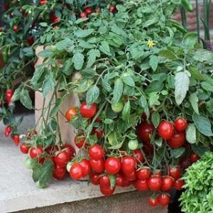 É fácil e simples cultivar um tomate Thumbelina no parapeito de uma janela ou em uma casa de verão de acordo com as instruções de agricultores experientes