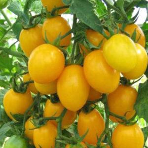 Como obter tomates de qualidade Olesya