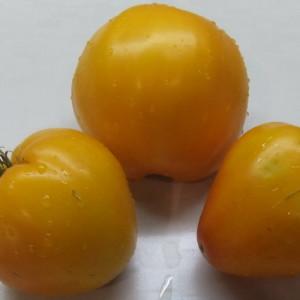Comment obtenir des tomates de qualité Olesya