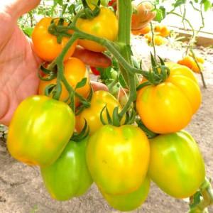Kaip gauti kokybiškų pomidorų Olesya