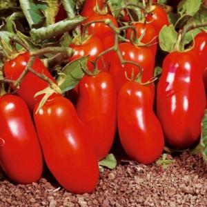 En gåva för nybörjare - tomat Shuttle är opretentiös i vård och rik på skörd