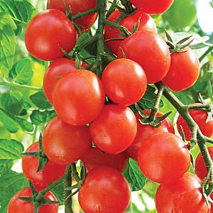 Hybrid tomato Rhapsody - lumalaki kami sa aming site nang nag-iisa nang walang abala