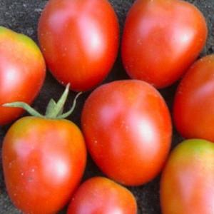 Hybrid Tomato Rhapsody - ننمو على موقعنا بمفردنا دون متاعب