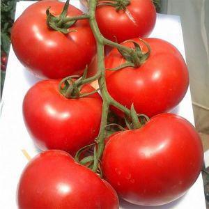 Hybrid tomato Rhapsody - lumalaki kami sa aming site nang nag-iisa nang walang abala