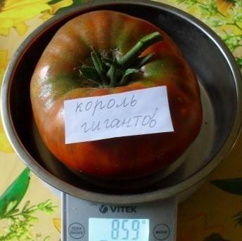 Läcker tomat för älskare av stora frukter: tomat King of Giants - hur man odlar den själv och var man ska applicera
