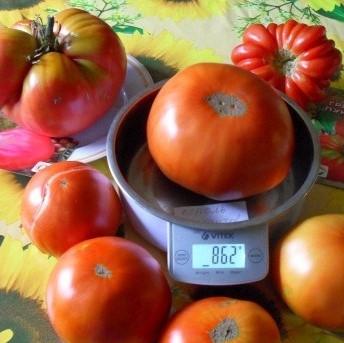 Vynikající rajče pro milovníky velkých plodů: rajče Král obrů - jak pěstovat sami a kde se přihlásit