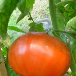 Heerlijke tomaat voor liefhebbers van groot fruit: tomaat King of Giants - hoe je hem zelf kunt kweken en waar toe te passen