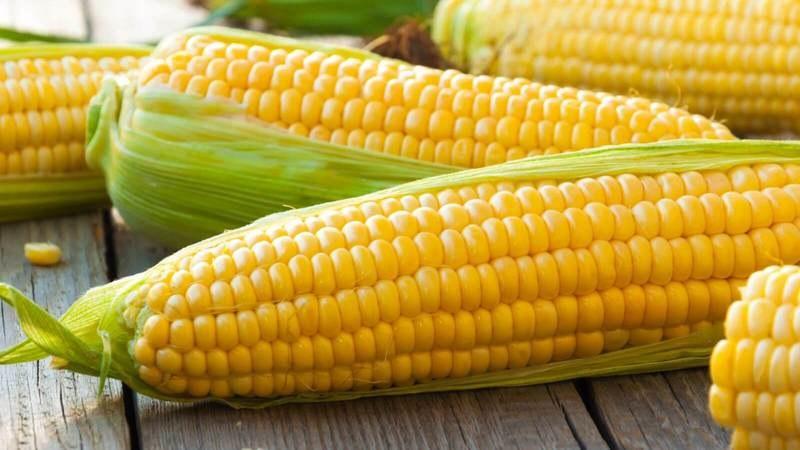 Kokie kukurūzai reikalingi kukurūzams: išsirinkite tinkamą veislę, perdirbkite grūdus ir virkite juos namuose