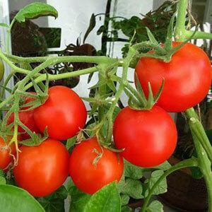 Soğuk bölgelerde bile zengin bir hasat: Kar Masalı domates