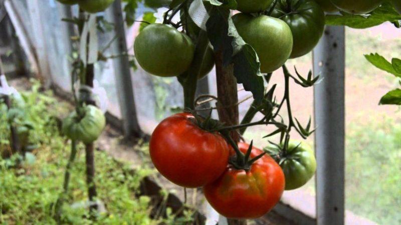 Grow Kumir tomato on your plot and enjoy an early bountiful harvest