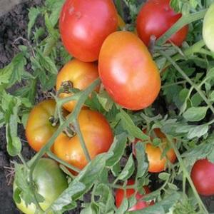 Una varietà universale di pomodori per insalate, decapaggio e essiccazione: pomodoro Metelitsa
