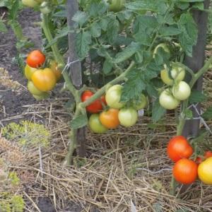 Universaali tomaattivalikoima salaatteja, peittaamista ja kuivaamista varten - Metelitsa-tomaatti
