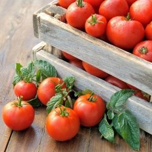 A universal variety of tomatoes for salads, pickling and drying - Metelitsa tomato