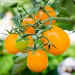 Ongewoon ogende en verbazingwekkend smakelijke honingdruppel van tomaat