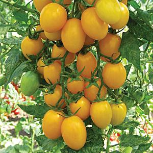 Ongewoon ogende en verbazingwekkend smakelijke honingdruppel van tomaat