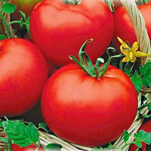 Hybridi-tomaatti purkitus- ja salaattia varten: Anastasia-tomaatti