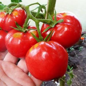 Hybrid tomat för konservering och sallader: Anastasia tomat