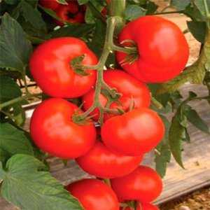 Konserve ve salatalar için hibrit domates: Anastasia domates