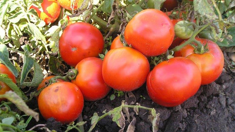 Υβριδική ντομάτα για κονσερβοποίηση και σαλάτες: Ντομάτα Αναστασίας