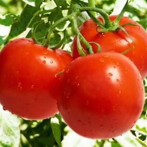 Hybrid tomato para sa canning at salad: Anastasia tomato