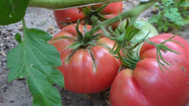 Ce qui est bon à propos de la tomate Tretyakovsky