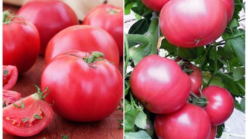 O que há de bom no tomate Tretyakovsky