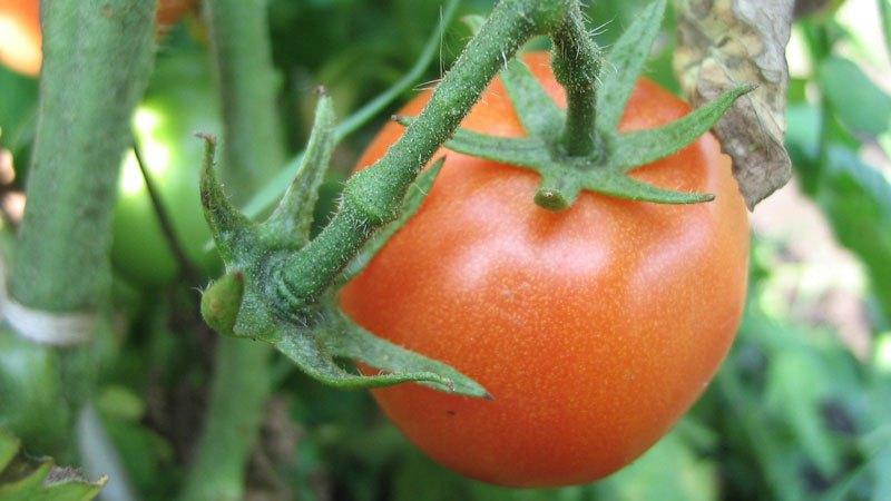 ¿Cómo es útil la fumigación con ácido bórico para los tomates?