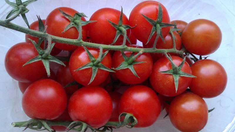 Çeri domatesin vücuda faydaları nelerdir?