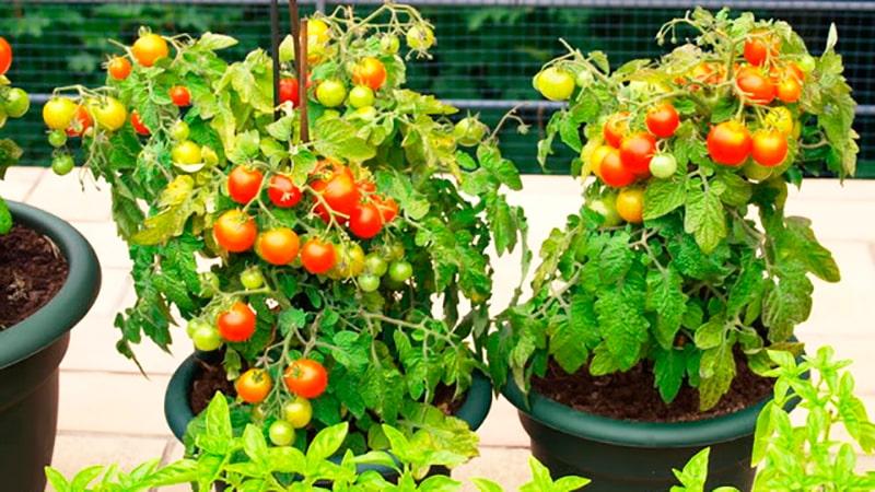 Những lợi ích của cà chua bi đối với cơ thể?