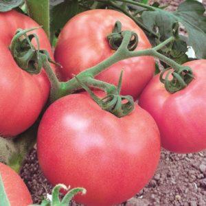 Belirleyici domatesler nelerdir: konsepti anlıyoruz ve en iyi temsilci çeşitlerle tanışıyoruz