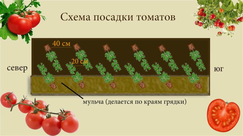 ما هي الطماطم المحددة: نحن نفهم المفهوم ونتعرف على أفضل الأصناف التمثيلية