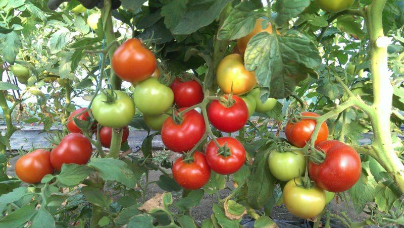 Belirleyici domatesler nelerdir: konsepti anlıyoruz ve en iyi temsilci çeşitlerle tanışıyoruz