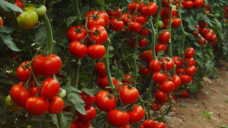 Các giống cà chua không xác định và xác định là gì: sự khác biệt giữa chúng, ưu điểm và nhược điểm