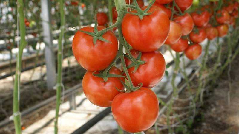 Quelles sont les variétés de tomates indéterminées et déterminantes: différences entre elles, avantages et inconvénients