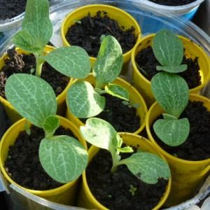 Cách trồng bí xanh cho cây giống đúng cách: hướng dẫn từ khâu chuẩn bị hạt giống đến khi cấy cây con vào địa điểm