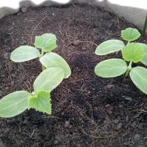 Waar en hoe courgette voor zaailingen correct te planten: instructies van zaadvoorbereiding tot het verplanten van jonge dieren naar de site