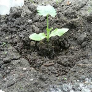 Wo und wie man Zucchini für Setzlinge richtig pflanzt: Anweisungen von der Samenvorbereitung bis zum Umpflanzen von Jungtieren auf die Baustelle