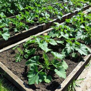 Wo und wie man Zucchini für Setzlinge richtig pflanzt: Anweisungen von der Samenvorbereitung bis zum Umpflanzen von Jungtieren auf die Baustelle
