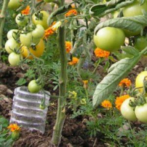 How to get the maximum yield from the Eagle Beak tomato?