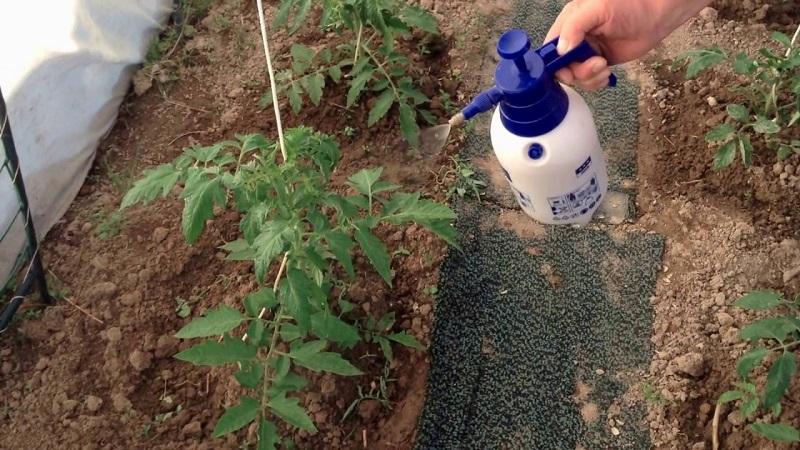 Cómo y qué alimentar a los tomates después de plantarlos en el suelo: las mejores recetas populares y una descripción general de las composiciones preparadas