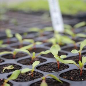 Hvordan og når du skal plante rødbeter til frøplanter: tidspunktet for å så frø og ta vare på dem