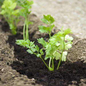 Come e quando piantare barbabietole per le piantine: tempi di semina e ulteriore cura per loro
