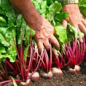 How and when to plant beets for seedlings: timing of sowing seeds and further care for them