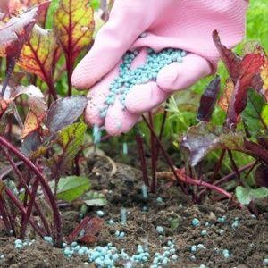 How and when to plant beets for seedlings: timing of sowing seeds and further care for them