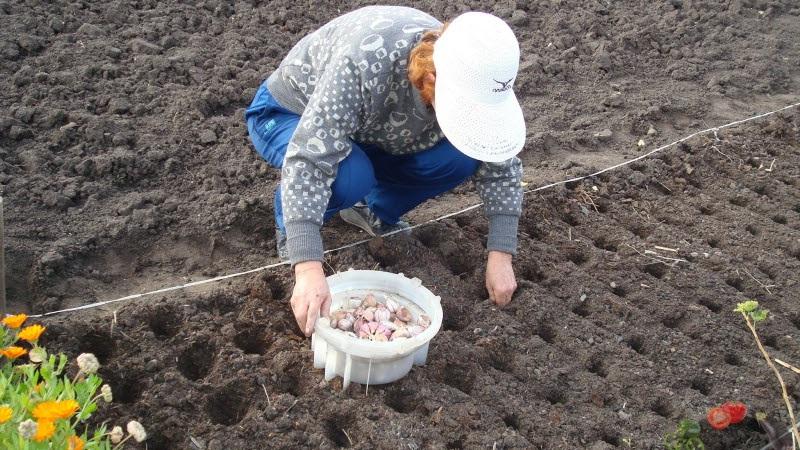 Hoe knoflookbedden klaar te maken voor de winter: stapsgewijze instructies voor beginnende boeren en advies van ervaren collega's
