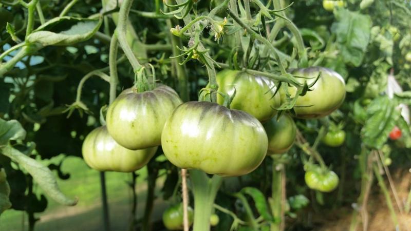 Comment pailler correctement les tomates dans une serre avec de l'herbe coupée et d'autres matériaux