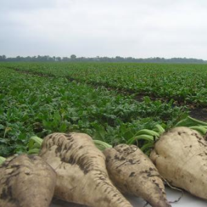 Cách trồng và thời điểm thu hoạch hạt giống củ cải đường: Hướng dẫn từng bước và các mẹo quan trọng