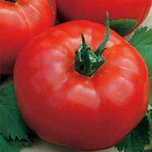 Vůdce mezi ranými rajčaty, oblíbenými farmáři: rajče Katyusha, vlastnosti a popis odrůdy