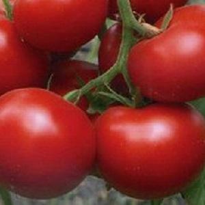 Der Marktführer unter den frühen reifen Tomaten, ein Favorit der Landwirte: Katyusha-Tomate, Eigenschaften und Beschreibung der Sorte