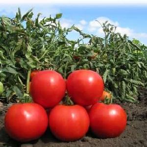 The leader among early ripe tomatoes, a favorite of farmers: Katyusha tomato, characteristics and description of the variety